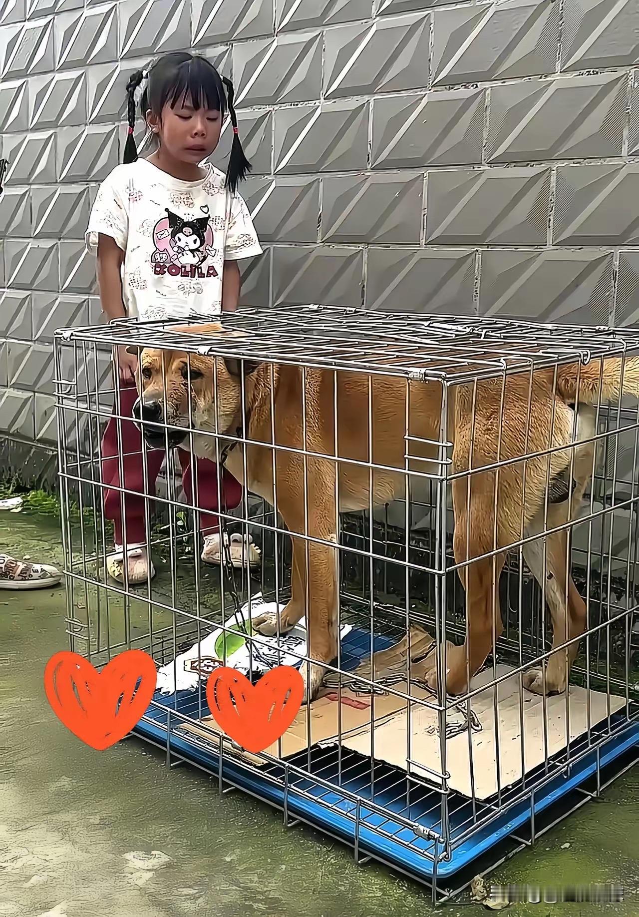 广西桂林街头，一个小女孩死死躺在地上号啕大哭，旁边铁笼子里关着她从小玩到大的大黄