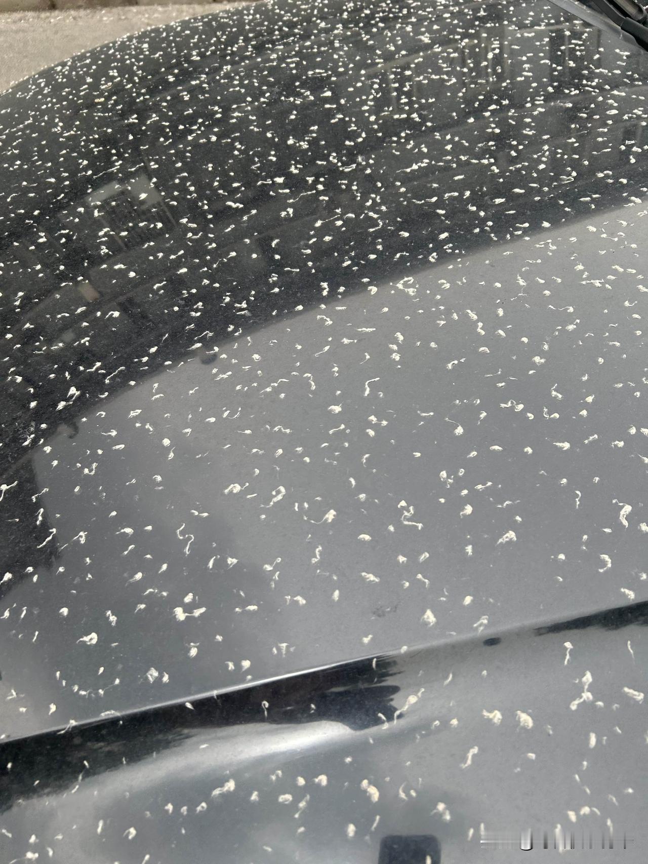 北京昨晚下的雨太奇怪了，所有车上一层棉絮，这是下柳絮雨了吗？