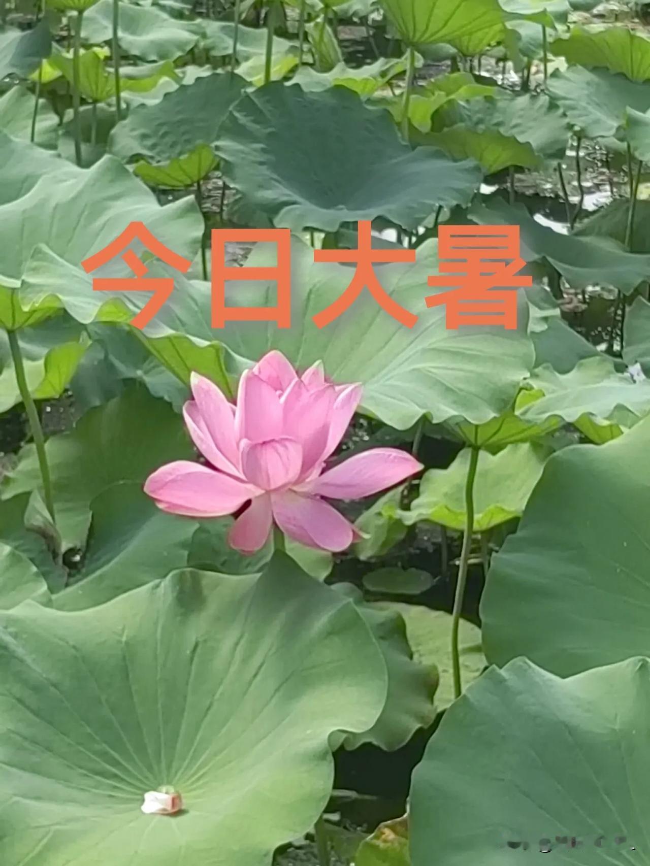 今日是大暑，夏天的最后一个节气，“暑”是炎热的意思，大暑，指炎热之极，是一年中阳