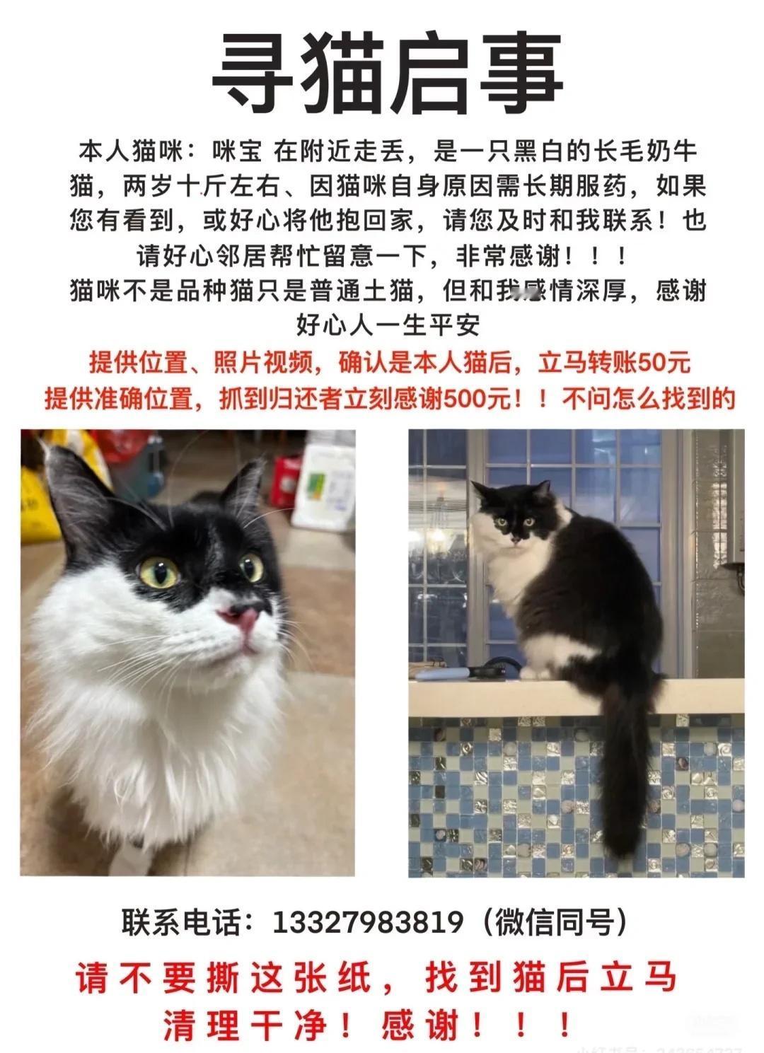 找猫，快回来吧
猫咪快回家 寻猫启事