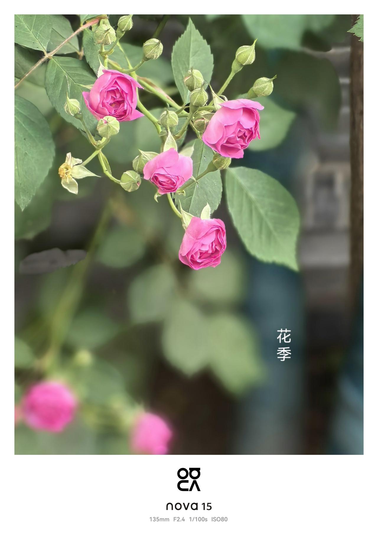 一组“花季”
手机摄影