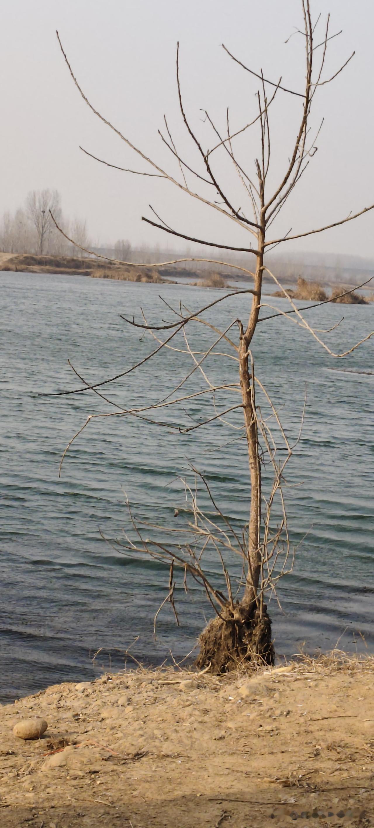 接娃放学路上绕了个近道，瞅见河边这棵光溜溜的树，一下子站住脚了。
 
这树枝桠张