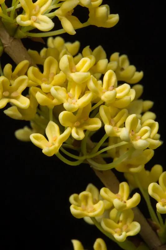 不与牡丹攀富贵；诚邀下联独留清香满乾坤。