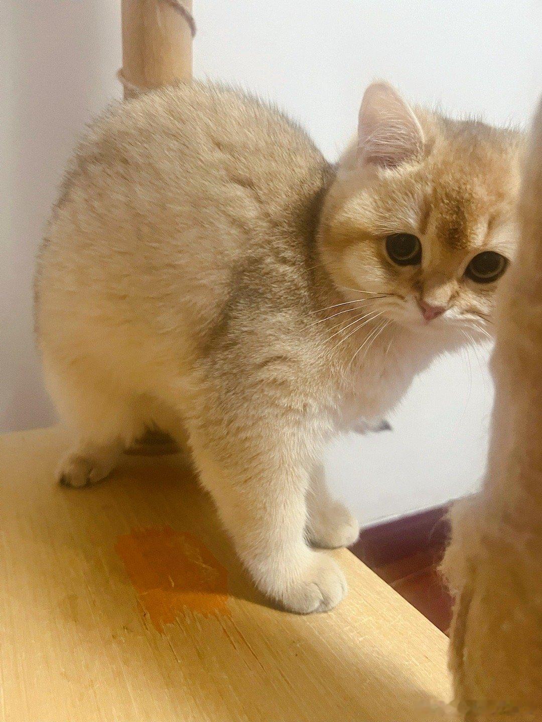 小黄桃二号？#萌宠闹新春##猫咪# ​​​