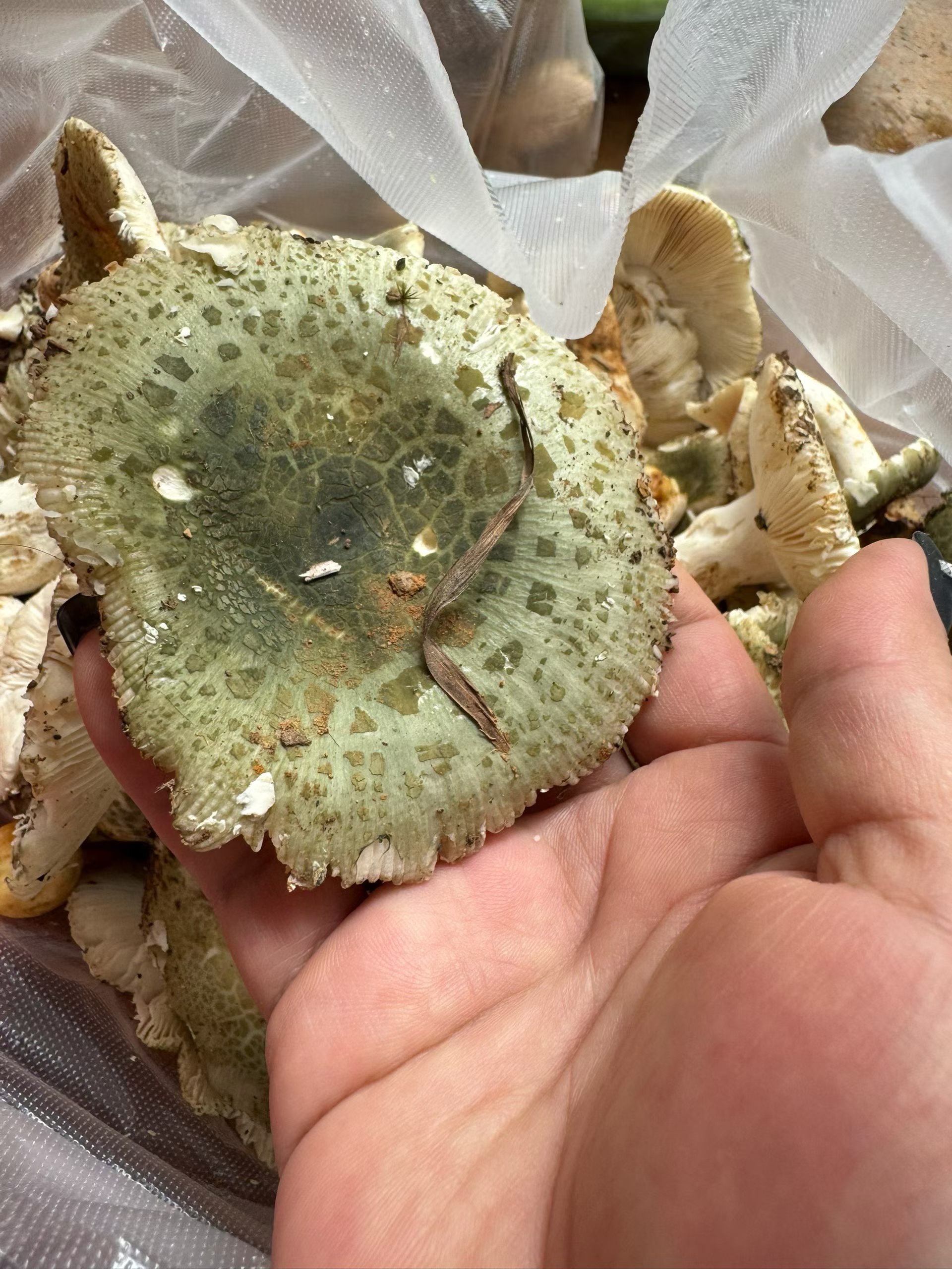 男子山里死守3.5小时静等菌子长大饱汉不知饿汉饥，来自远方嫂子的诱惑 