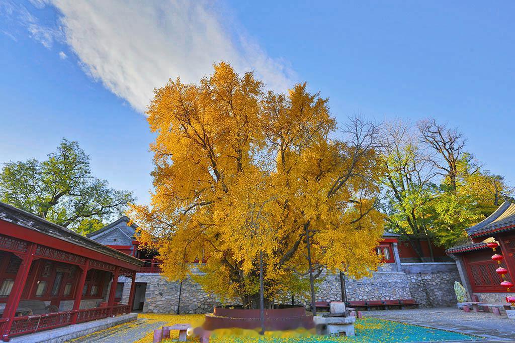  金秋去大觉寺，赏“银杏王”风采。北京最古老的银杏树，当属西山大觉寺的千年银杏树