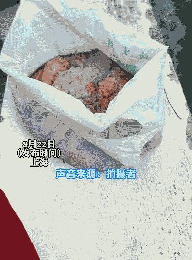 “太荒唐了！”上海，河边一群人在进行放生，他们把鱼肚子里挖出的鱼籽一股脑倒入河中