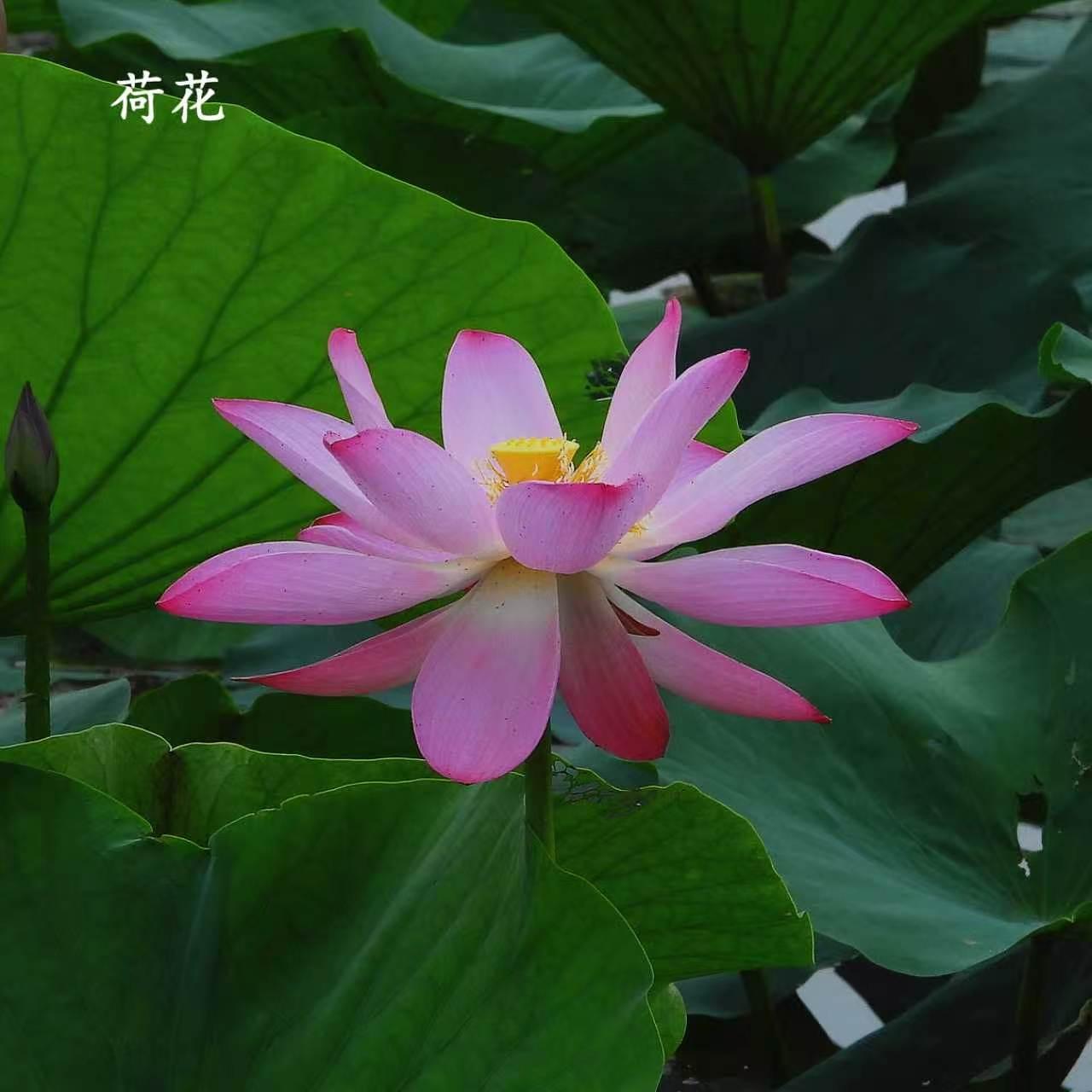 盛暑“姊妹花” ——荷花与睡莲

 一个是“出淤泥而不染，濯清涟而不妖”。一个是