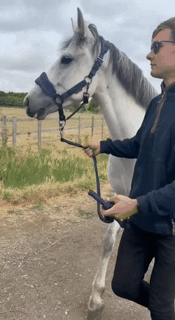 你好像说了什么不该说的话……
看把马儿气的