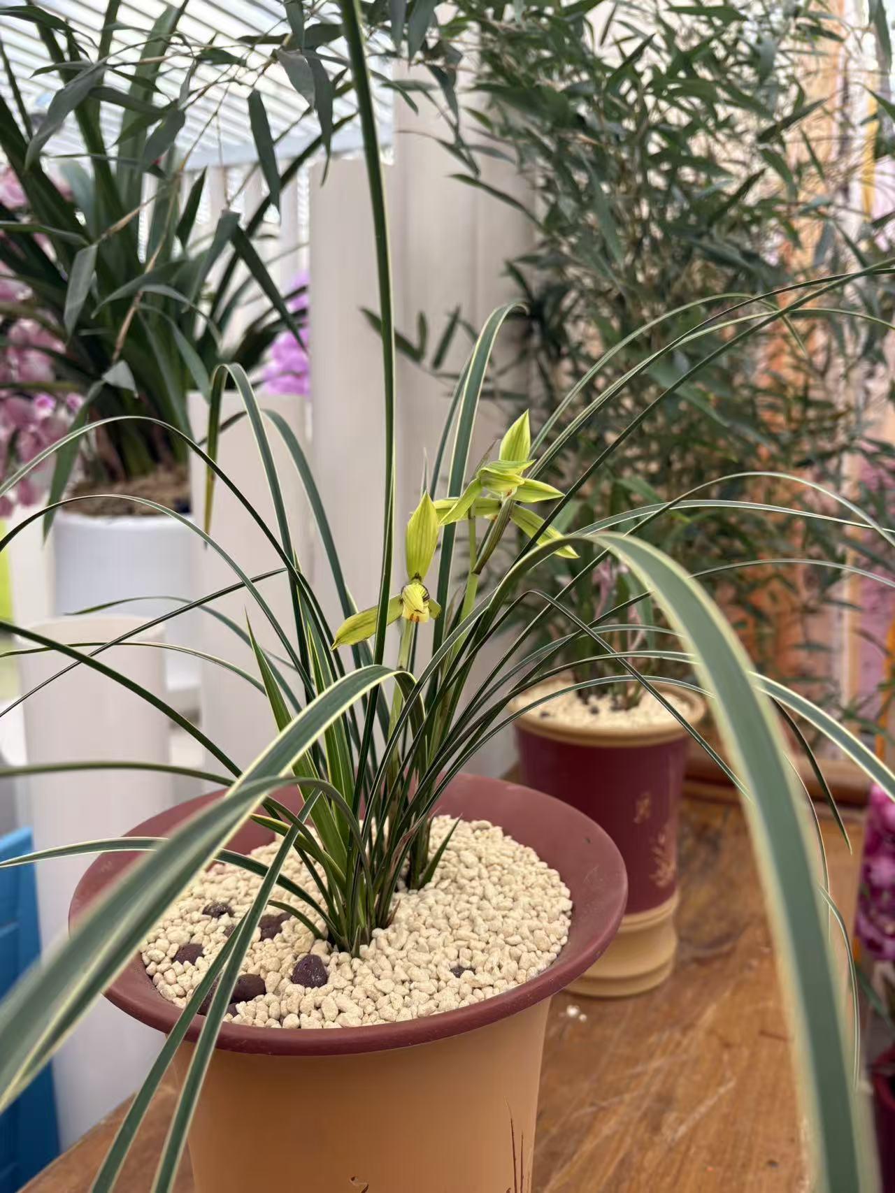 晒图笔记大赛景山公园花卉展