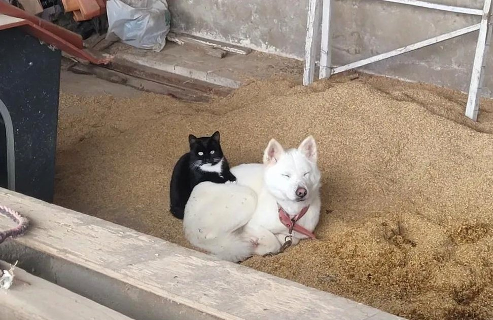 社交能力超强，跟8只流浪猫混熟了的小狗~海外新鲜事 热点现场