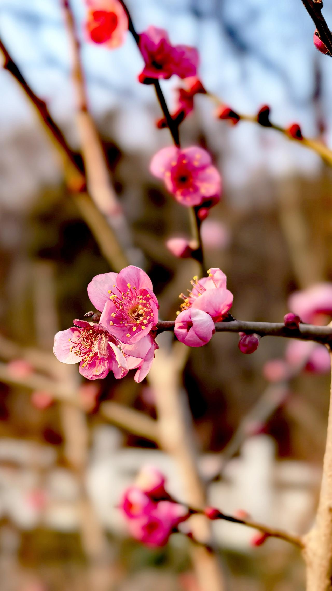 西安植物园梅花盛开了，地铁8号线直达。