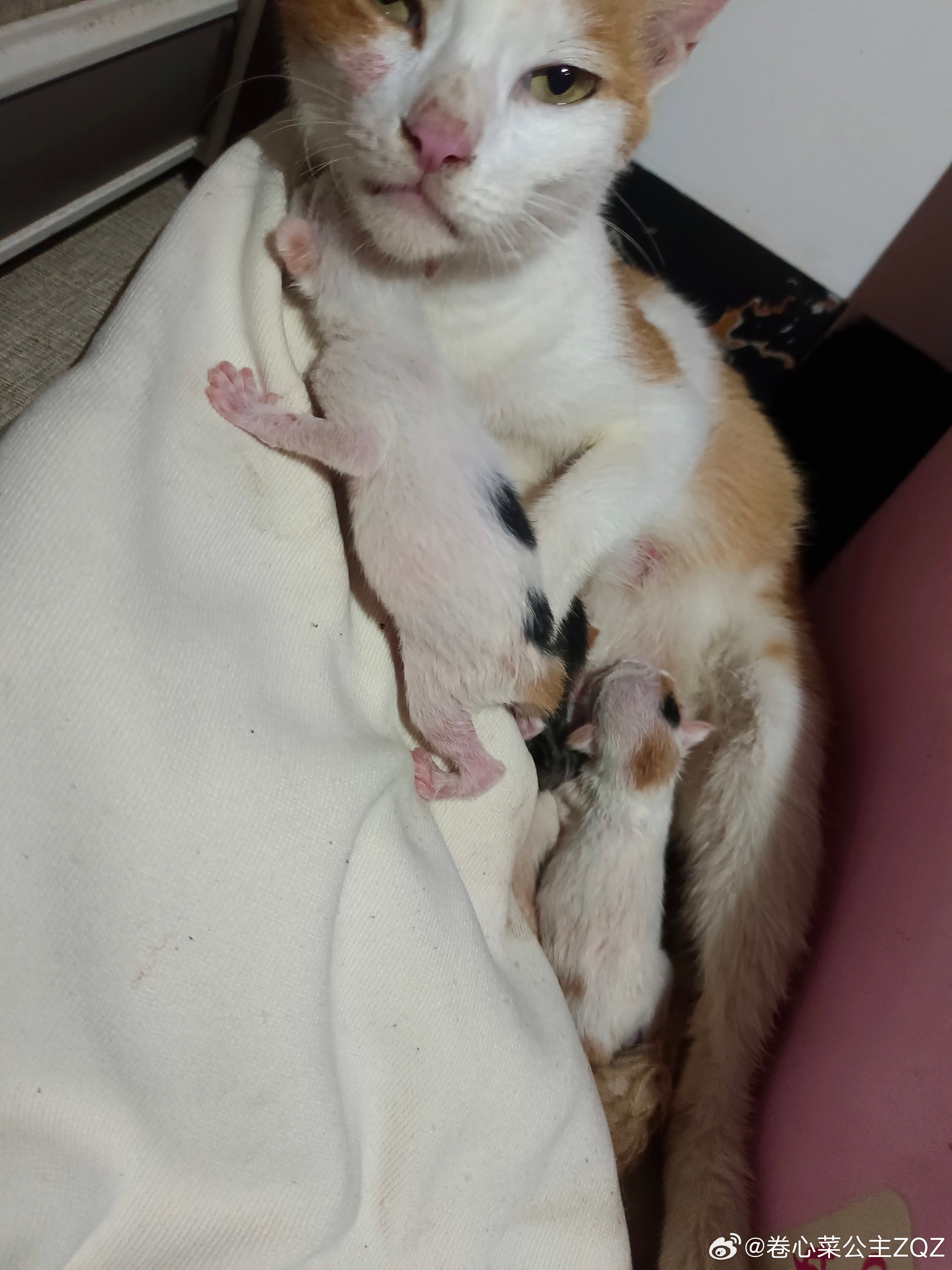 我家猫咪长大啦 ​​​