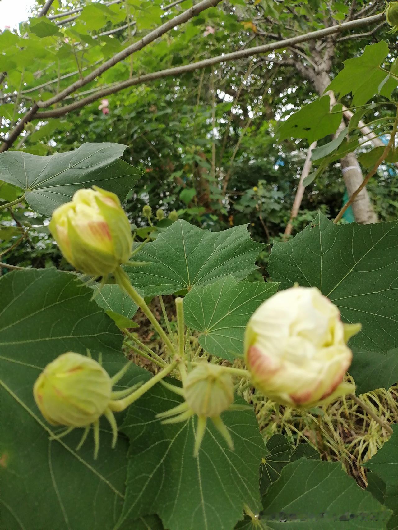 随手拍花，美景