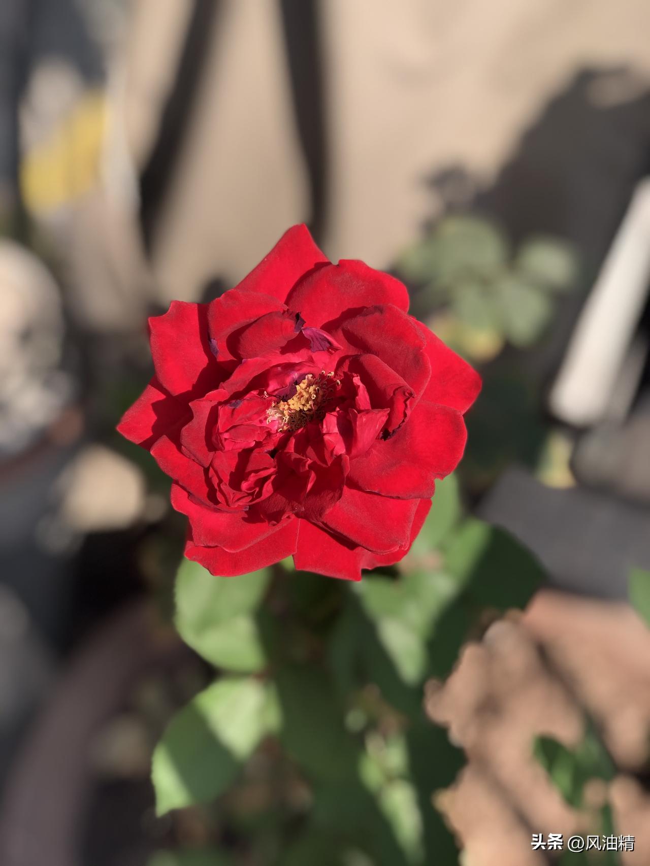 最近相册里新拍的花是阳台上的月季花。那天在阳台，突然就被那片月季花吸引住了。它们