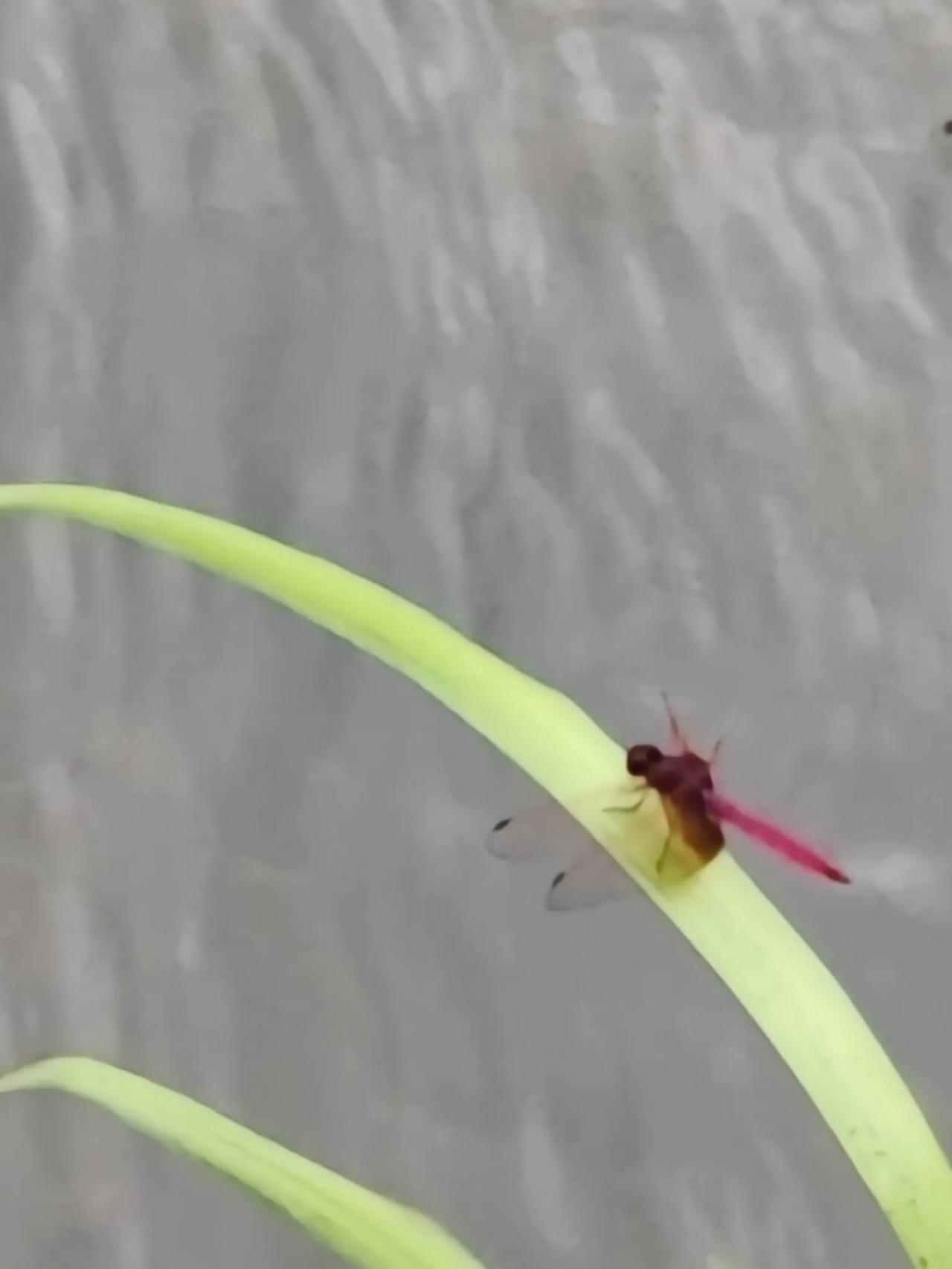 晚霞中的红蜻蜓。