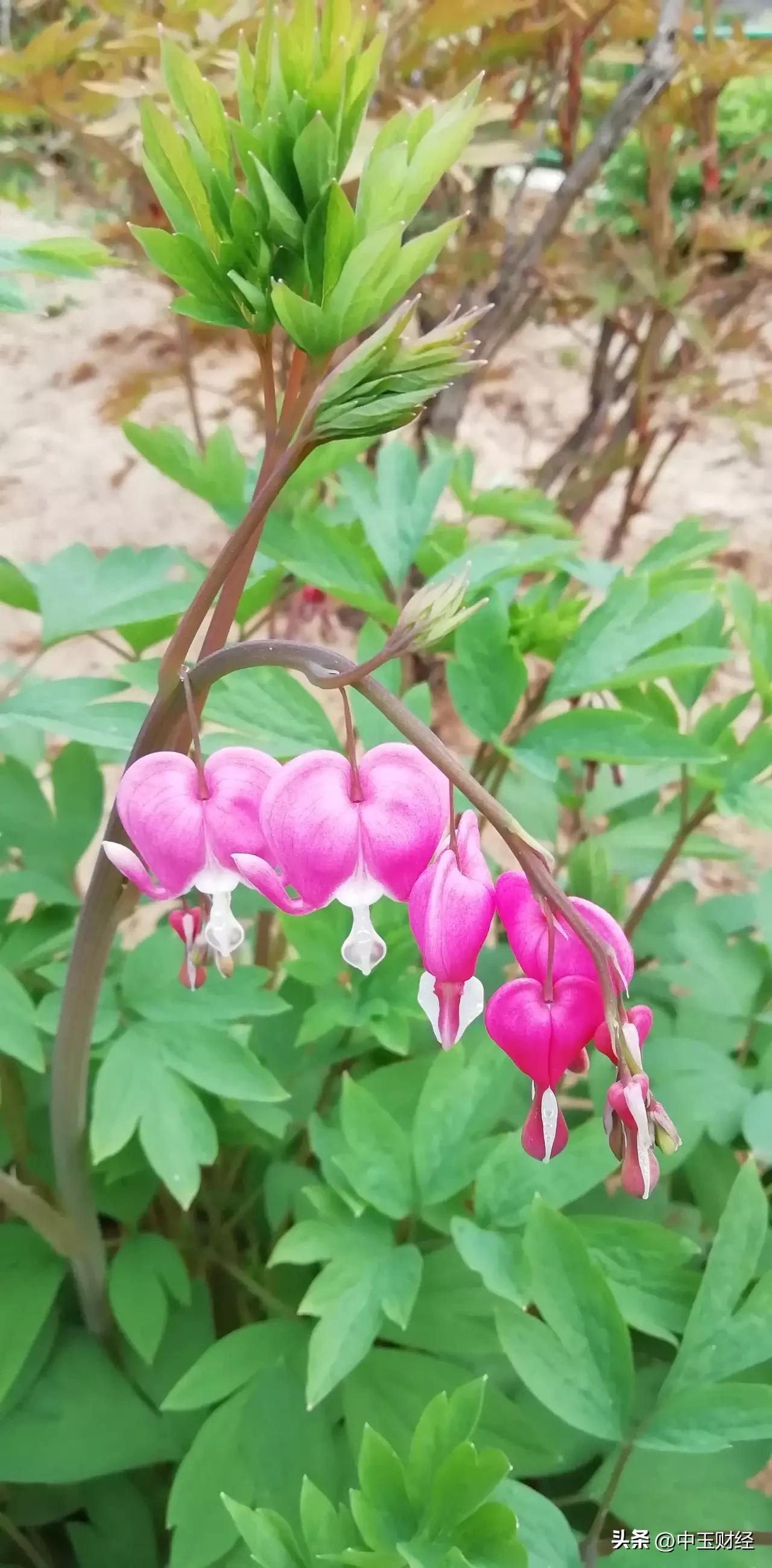 有没有漂亮的花朵图片吗活灵活现，玲珑通透！从花朵看起来是那么的妖艳和独特，但它却
