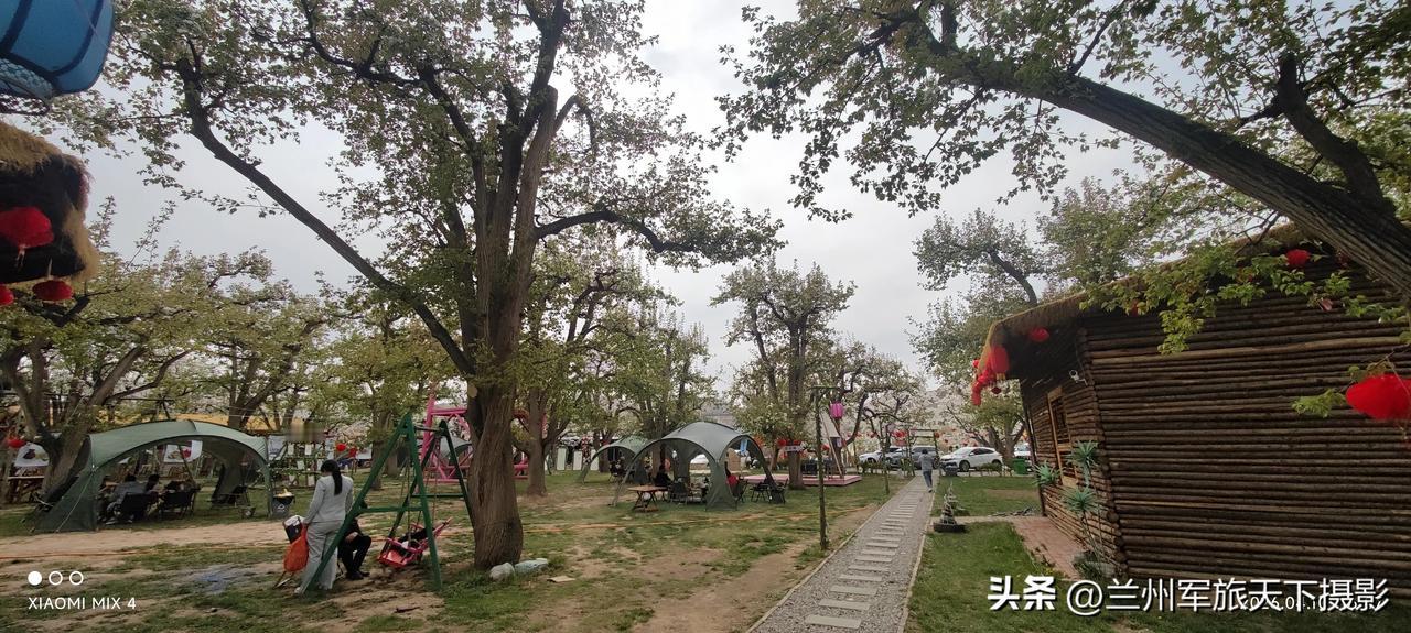 春满皋兰
 
皋兰什川，黄河之畔，古梨千株，冠盖如云。时维四月，春风送暖，梨花盛