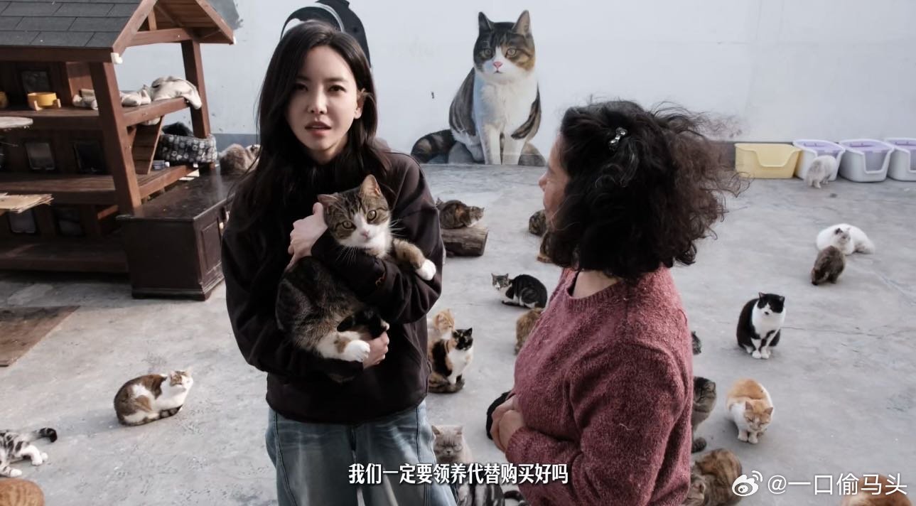 于文文呼吁领养代替购买于文文也太有爱心了吧，领养代替购买才是真潮流，每只等待领养
