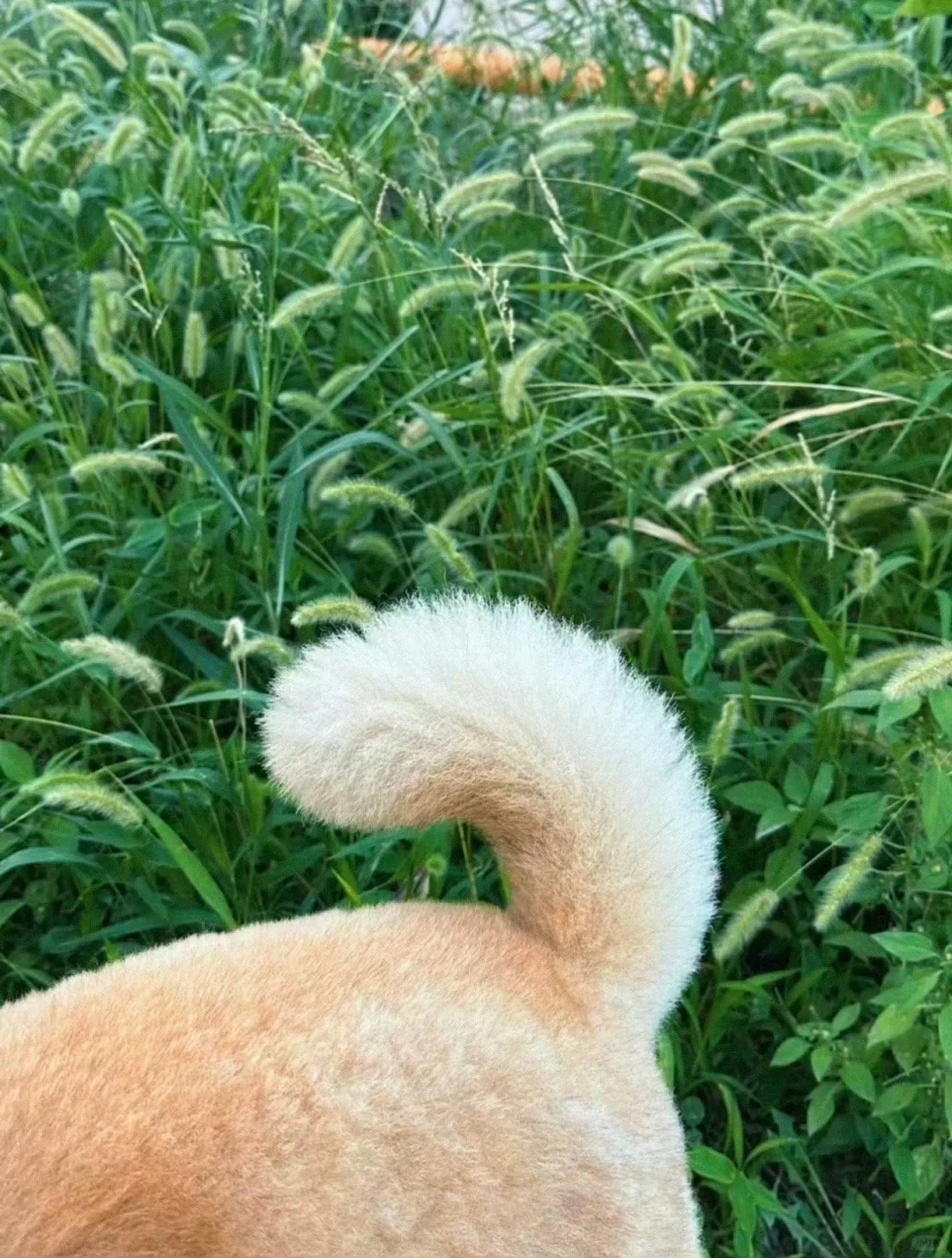 终于知道狗尾巴草为什么叫狗尾巴草了