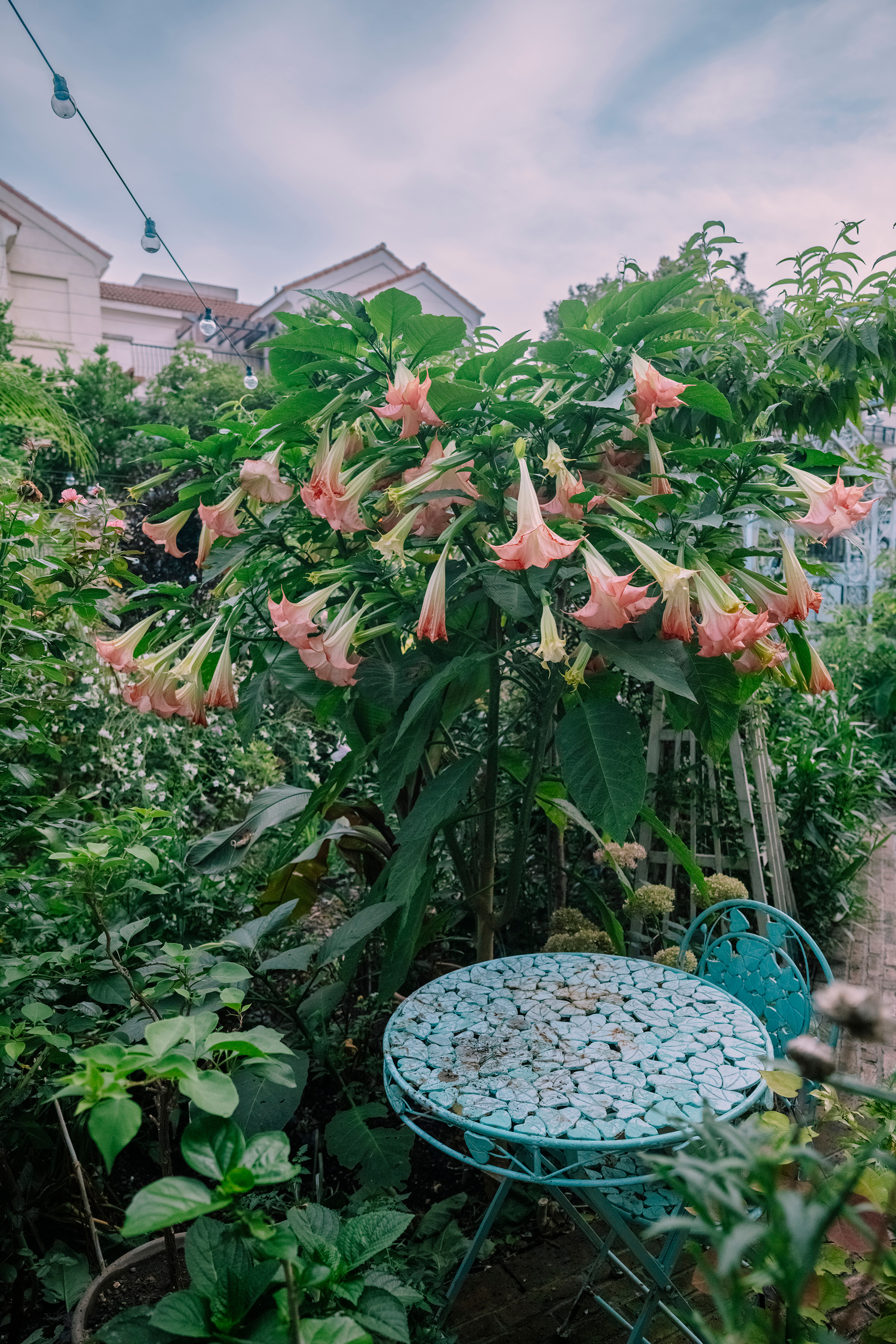 一场雨后，我的曼陀罗就没有了不过没关系，过上二十来天又会是开满一树的花 