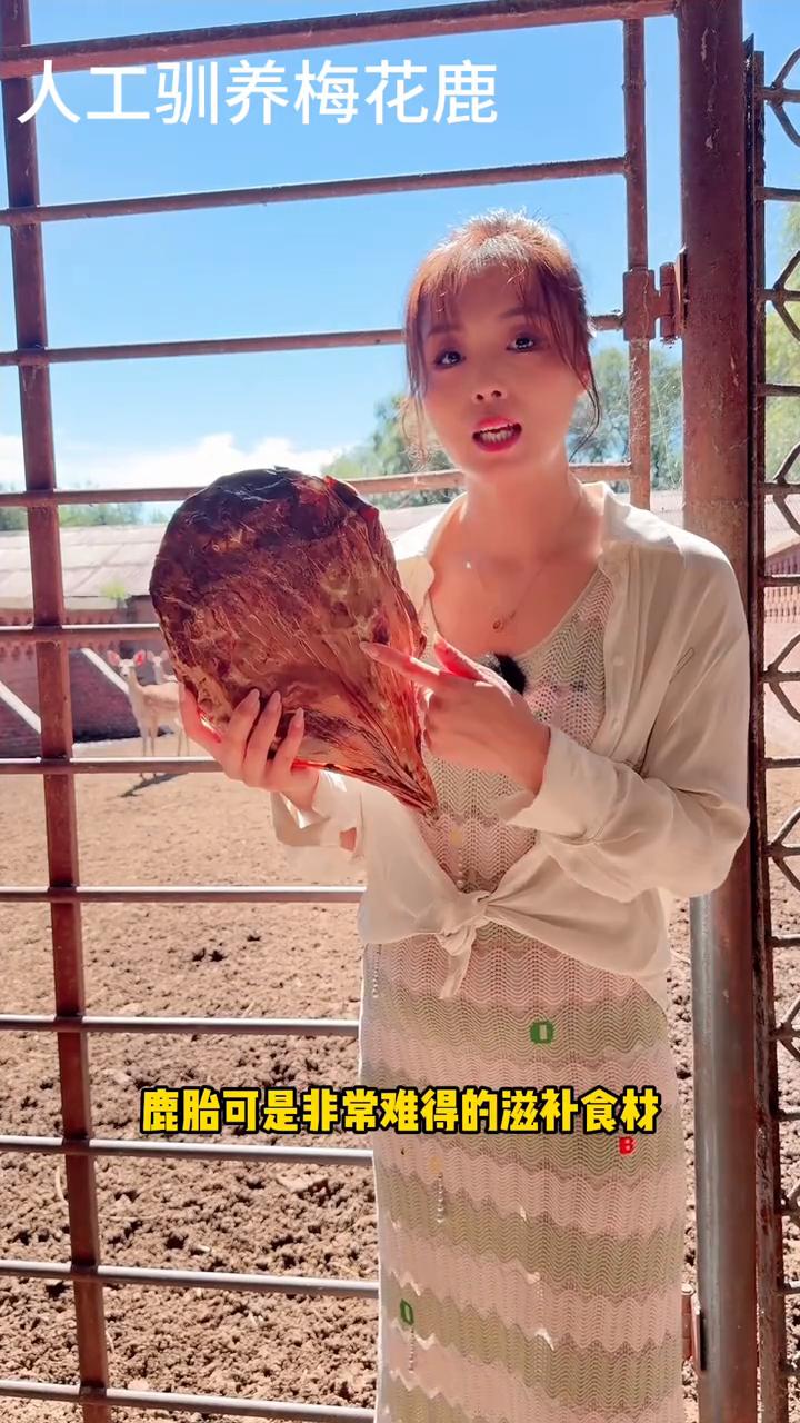 人工驯养梅花鹿。
鹿胎是怎么来的？怎么吃它的作用最理想？鹿胎可是非常难得的滋补食