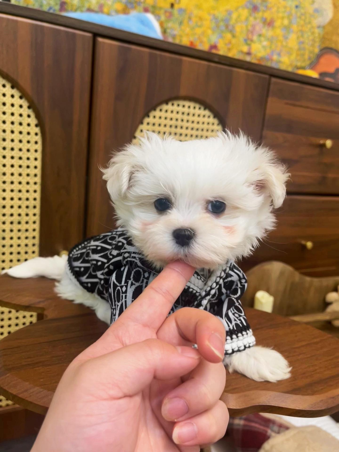 太爱奶白马尔泰啦🥰。