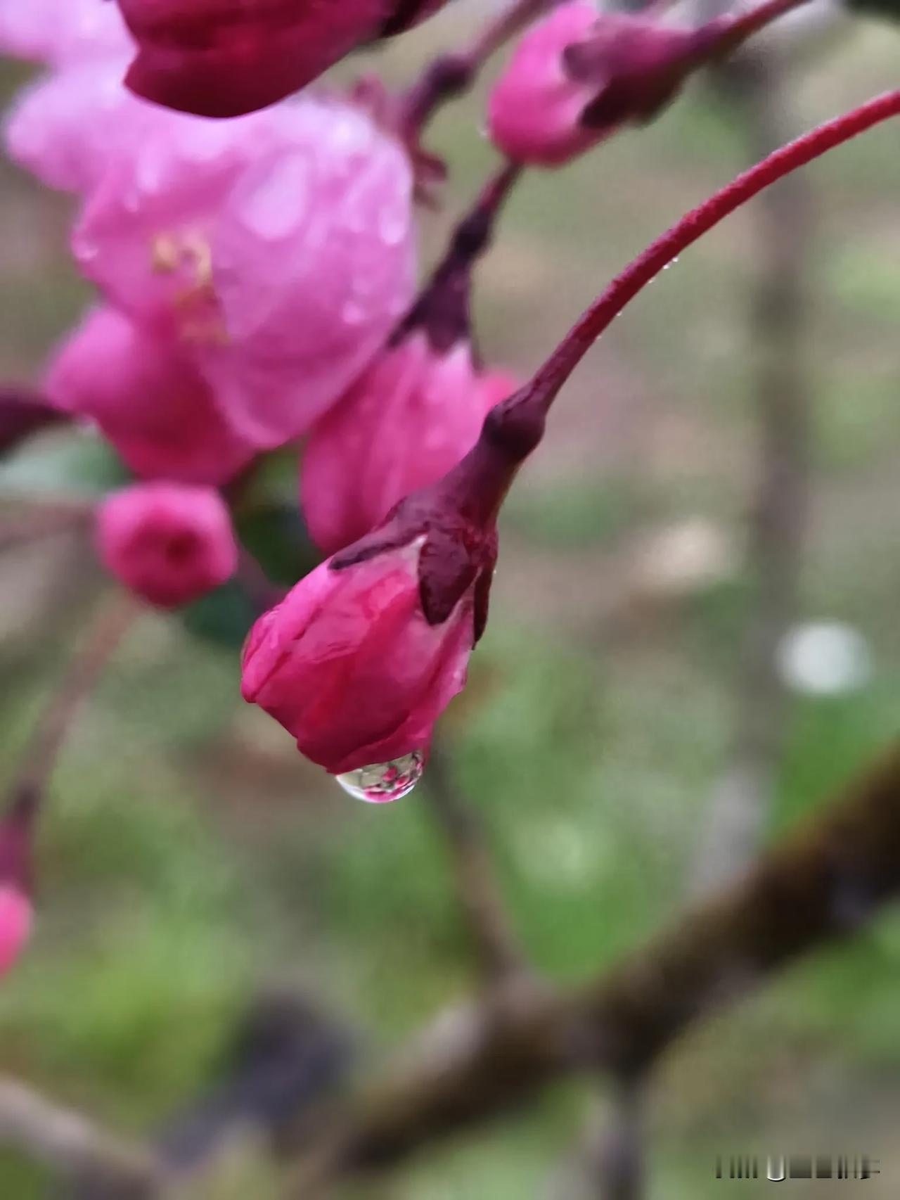 春雨总是讨喜的，感觉万物都在期待它的到来，都在享受它的滋润。

小草和枝头的芽叶