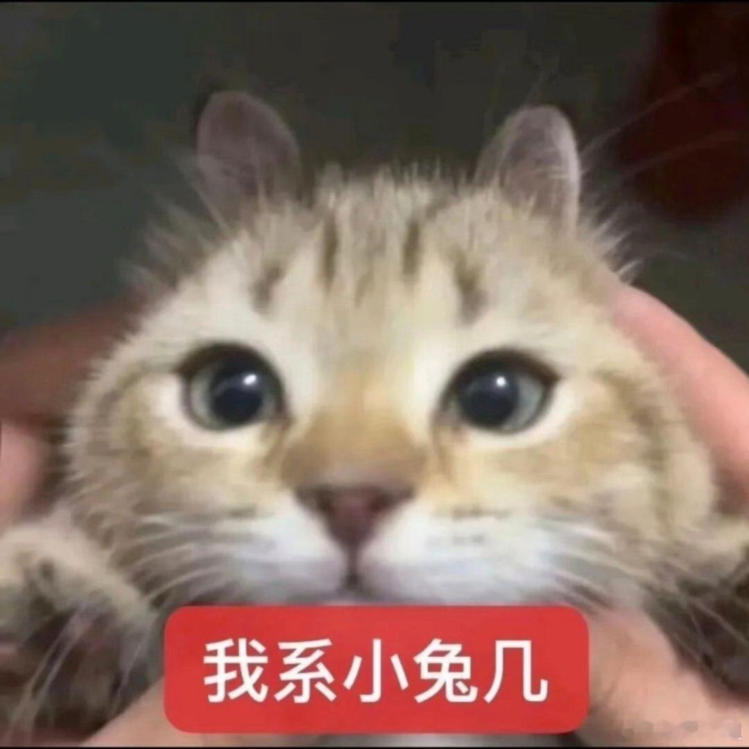 猫咪表情包。 ​​​