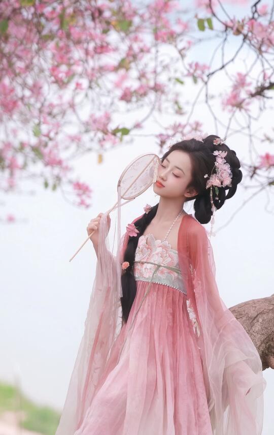 春日🌸独属柳州的浪漫💕紫荆花都开好了