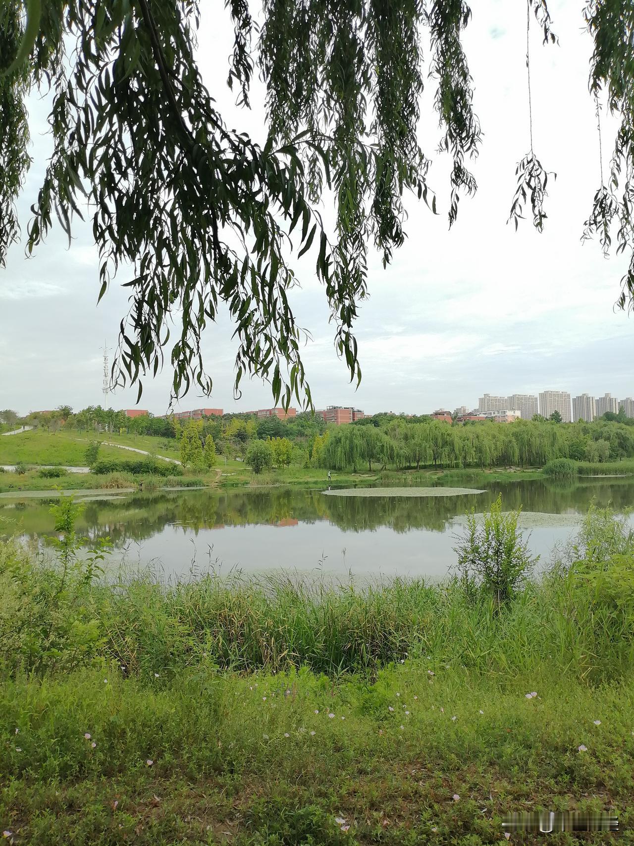 发一张图片，让我猜出你在哪里拍的静静的湖面，绿色的世界，通过柳条去看，可能更别有