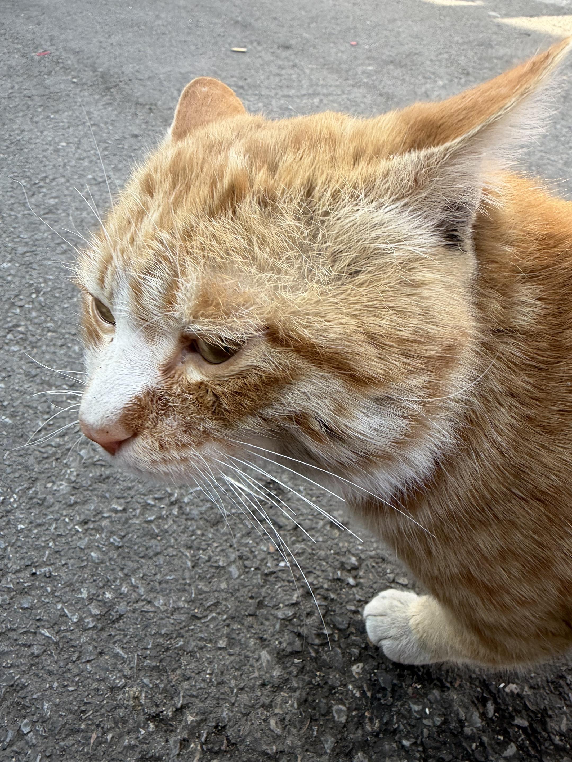 福瑞控 福瑞 关注流浪动物 家有萌犬 宠物科普