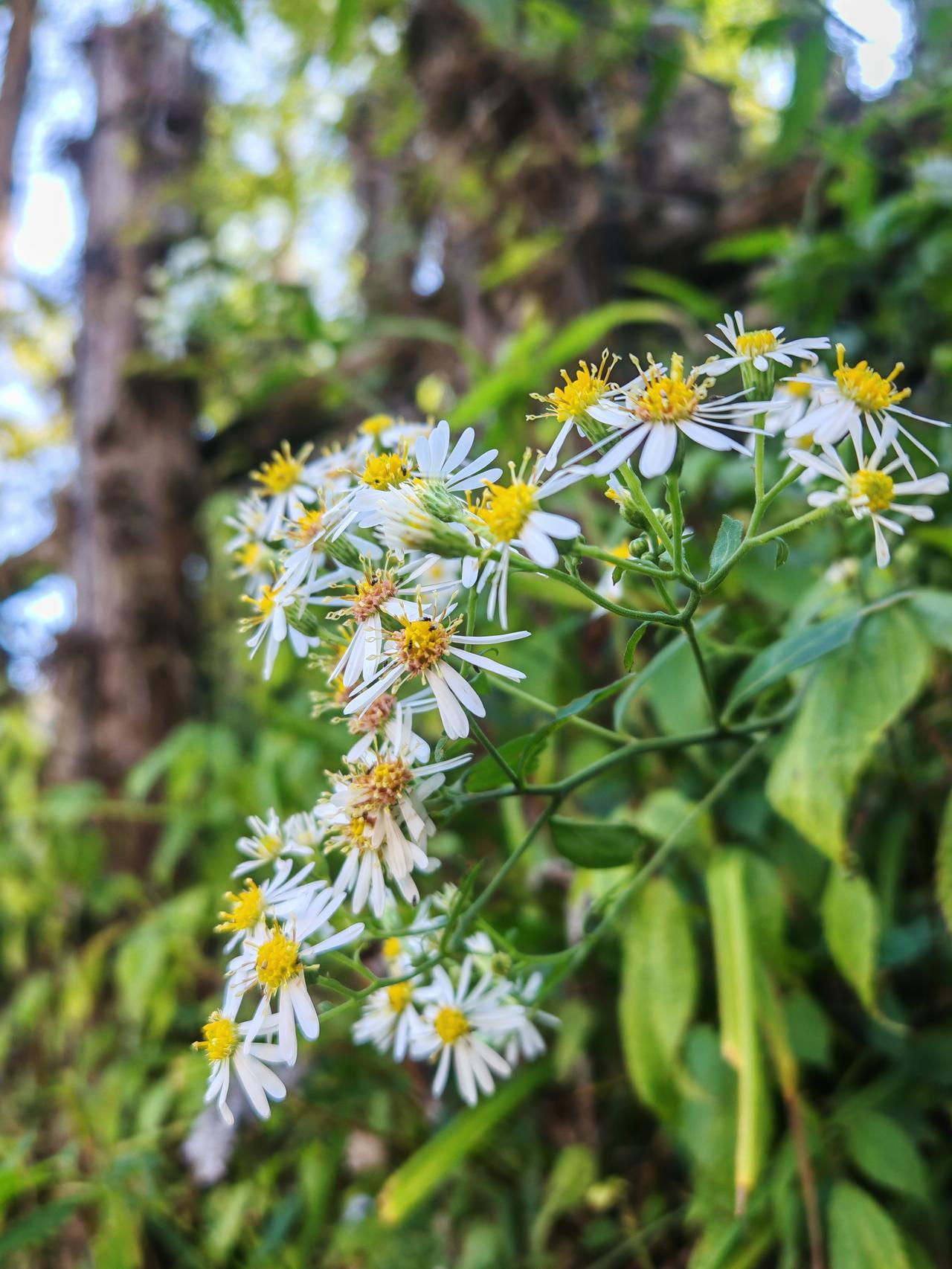 2025年即将过去，2026年即将到来，为美好的明天祈福：“愿大家2026如诗般
