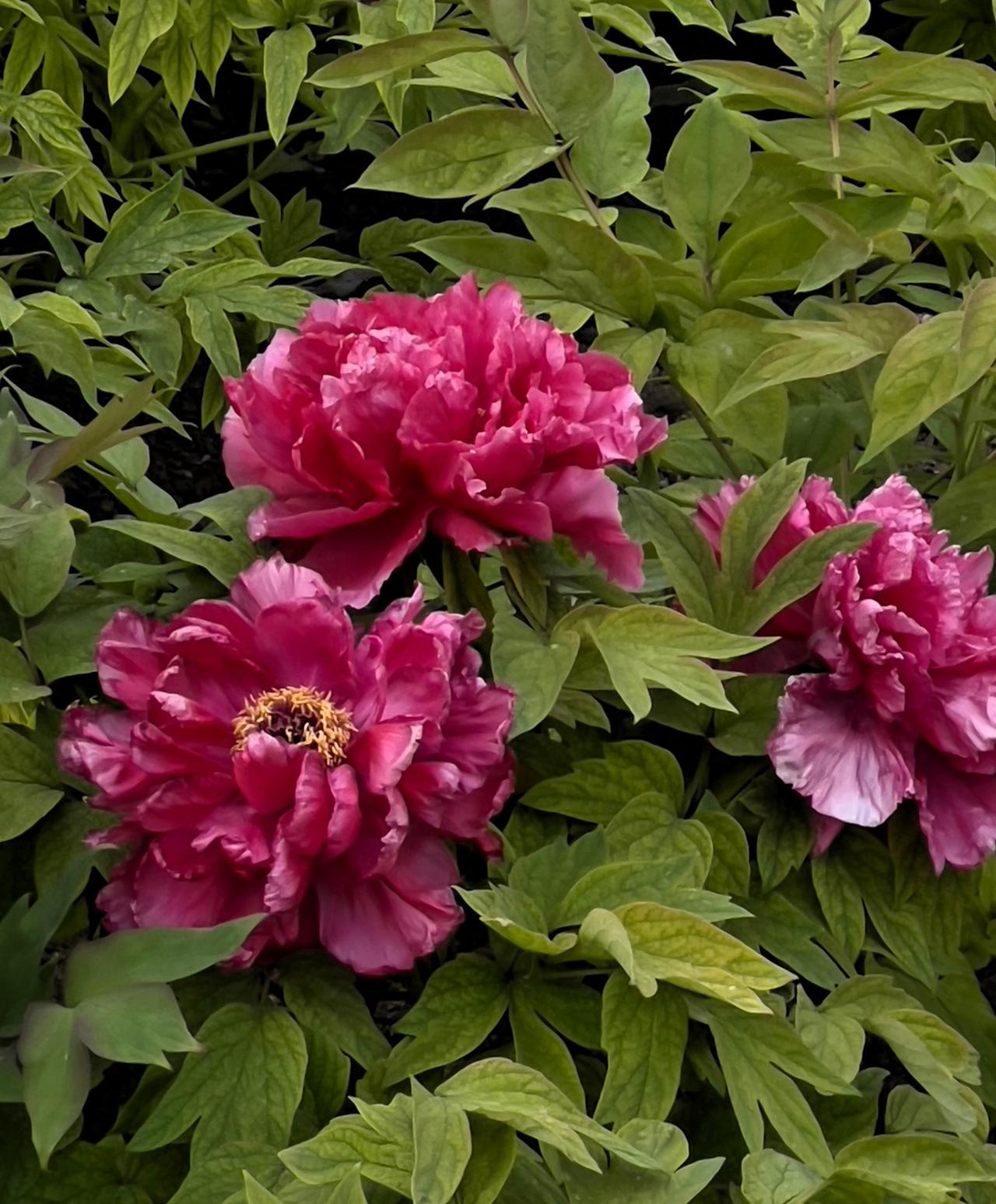 这是我昨天在景山公园里拍摄到的几组牡丹花，景山公园里的牡丹花历史悠久 ，株枝粗壮
