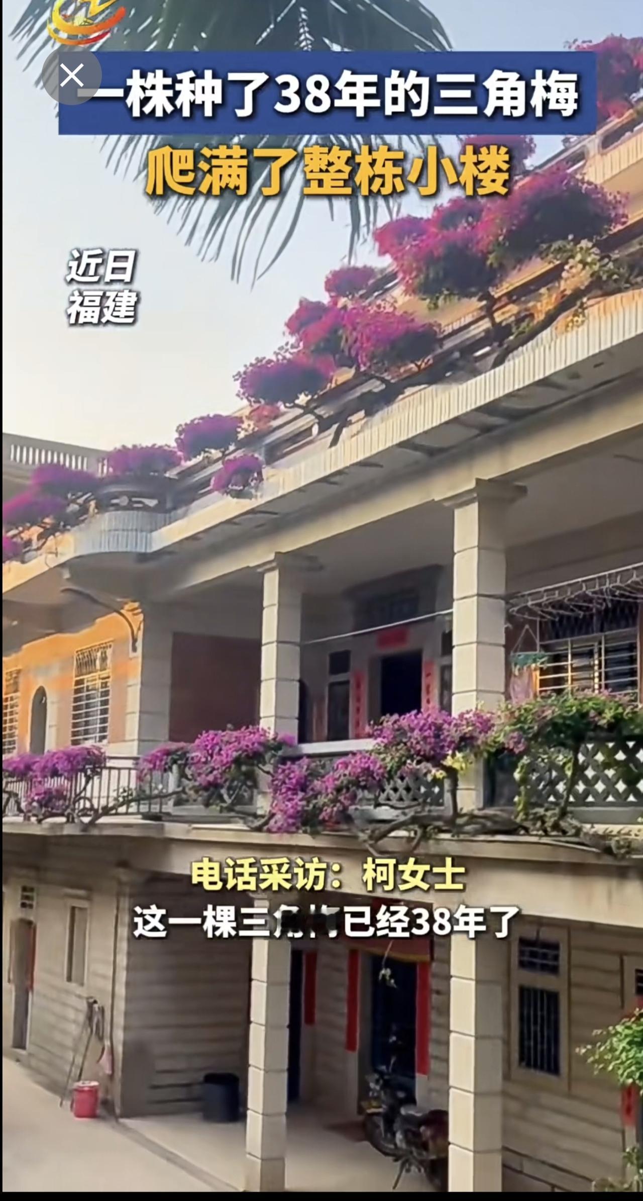 一株38年的三角梅，装饰了整栋楼！
