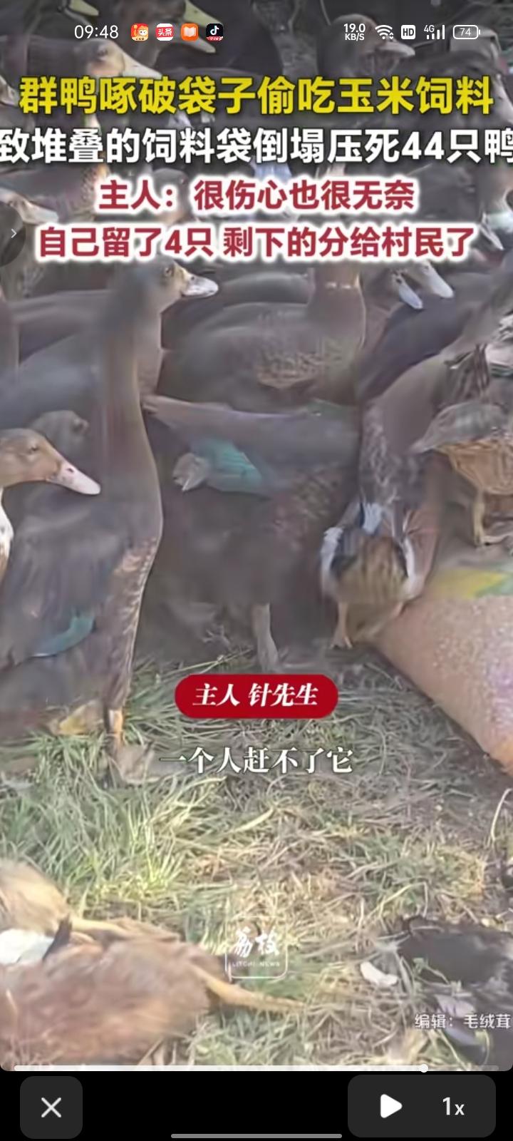 10月27日，抚州市资溪县。网友发视频称，自己买了8吨玉米喂鸭子，玉米袋袋叠起来