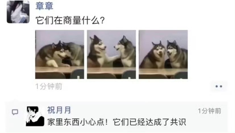 来自二哈的死亡微笑  搞笑乐不停 ​​​​