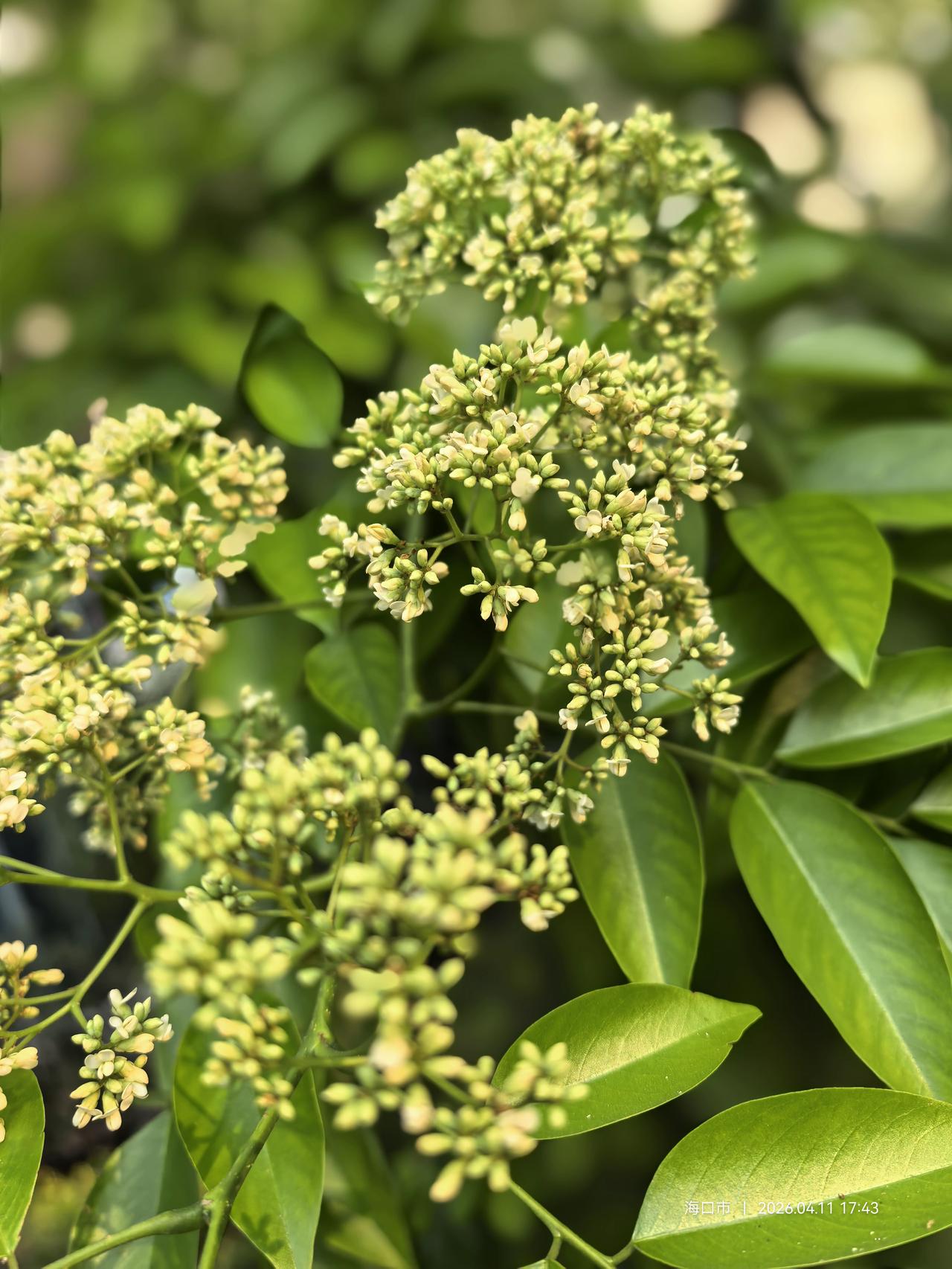 黄花梨的花，香气中夹杂着一缕若有若无的异味，说不上纯粹，却自成一格。

黄花梨乃