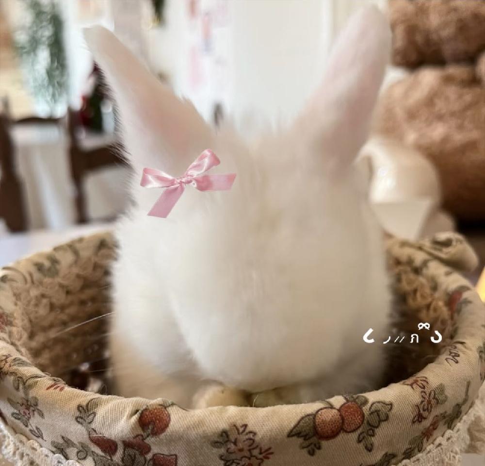 麦粒肿坏  专栏 · ˙₊Ი𐑼⋆🫧