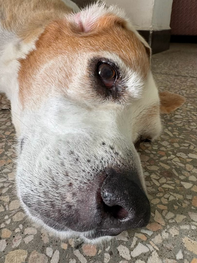 今年狗蚤奇多，出门一趟身上就有狗蚤太可怕了 
