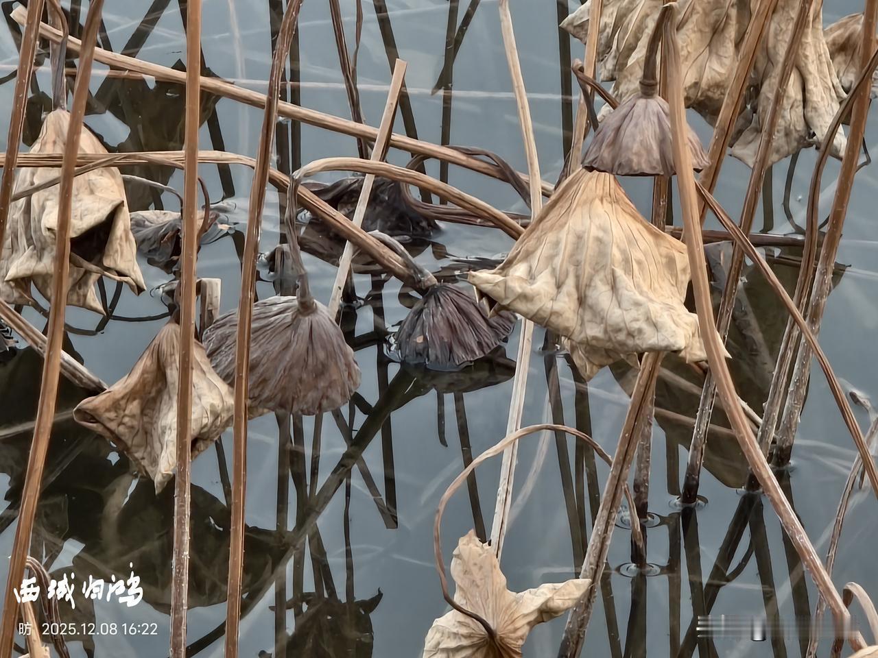 残荷有什么样的美一池残荷冷清秋，喧嚣过后无风流。