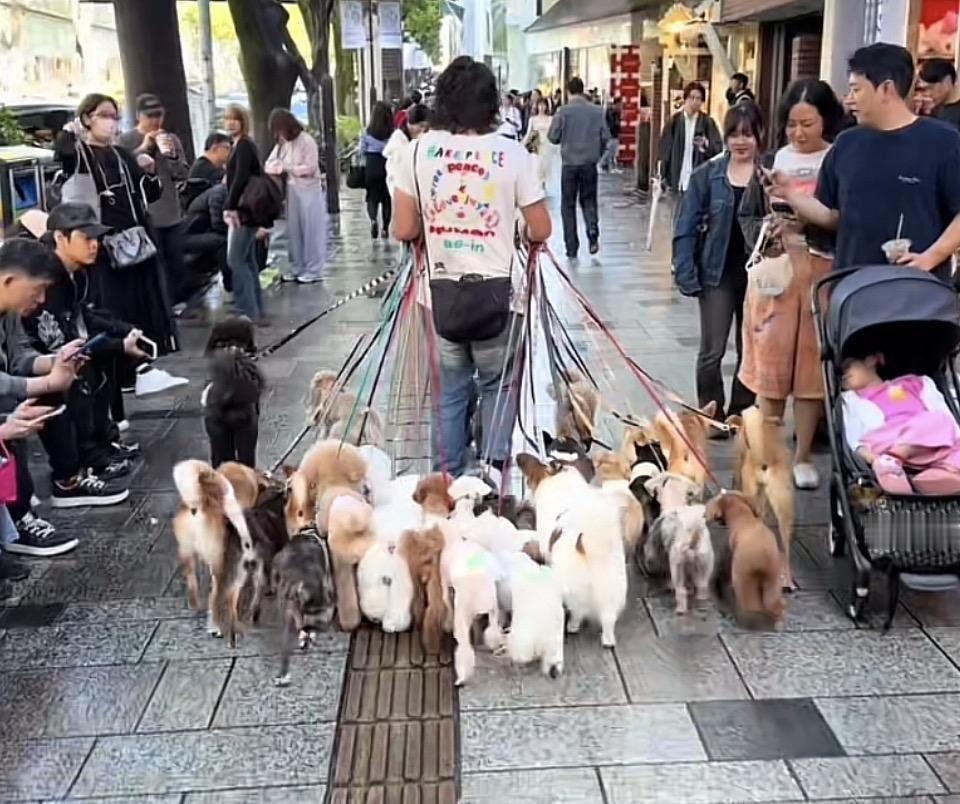 街头遛狗达人，牵着一长串小可爱，萌化路人心！🐾💕