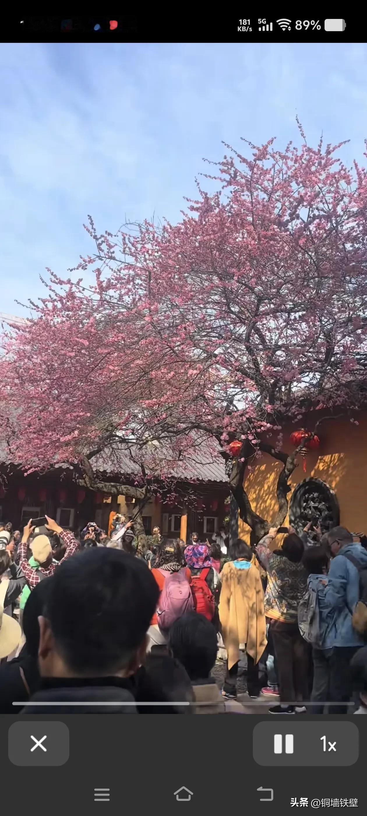 没想到没想到我们湖州铁佛寺的梅花这么出名，引来了，全国各地的摄影爱好者
，直线距