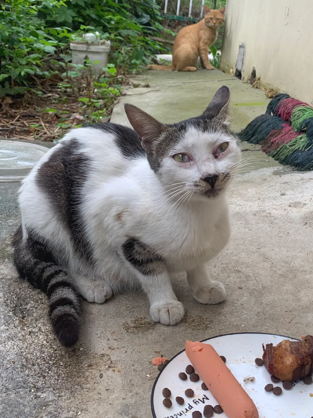 收养一只成年流浪猫是我从不后悔的决定