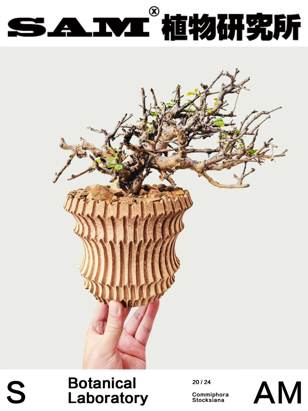 黄金没药橄榄｜Commiphora Stocksiana
