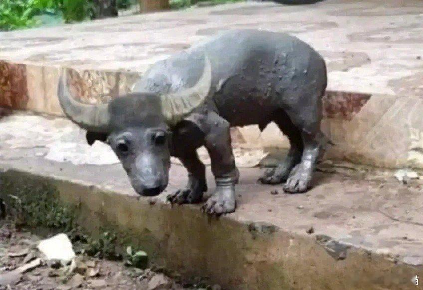 #A股沪指失守2800点#大家别慌，小牛牛刚刚从泥淖里爬出来，虽然有点儿小，但牛