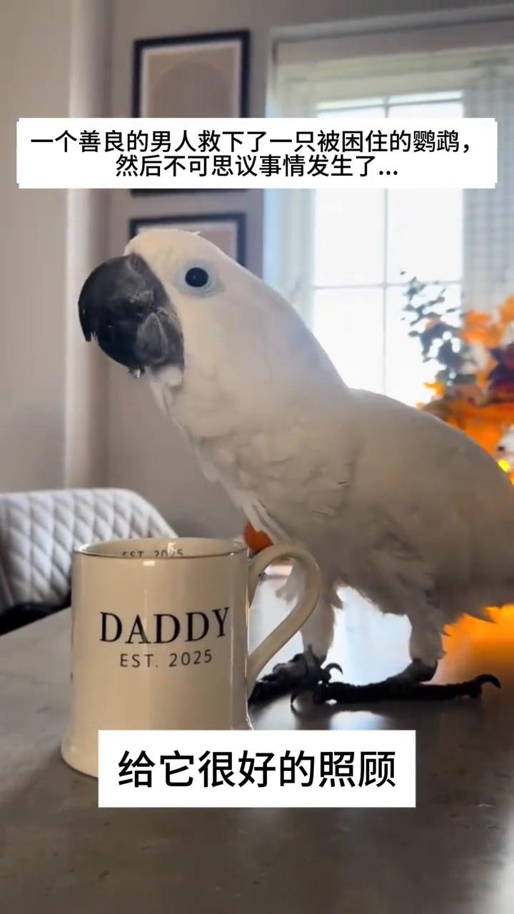 一个善良的男人救下了一只被困住的鹦鹉，然后不可思议事情发生了。
一只可怜的鹦鹉被