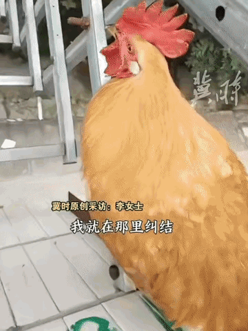 “不可思议”。贵州，一只大公鸡频繁夜里乱打鸣，遭邻居多次投诉，无奈主人只好计划给