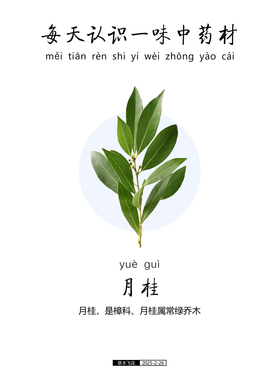 月桂，为樟科、月桂属常绿乔木🍀