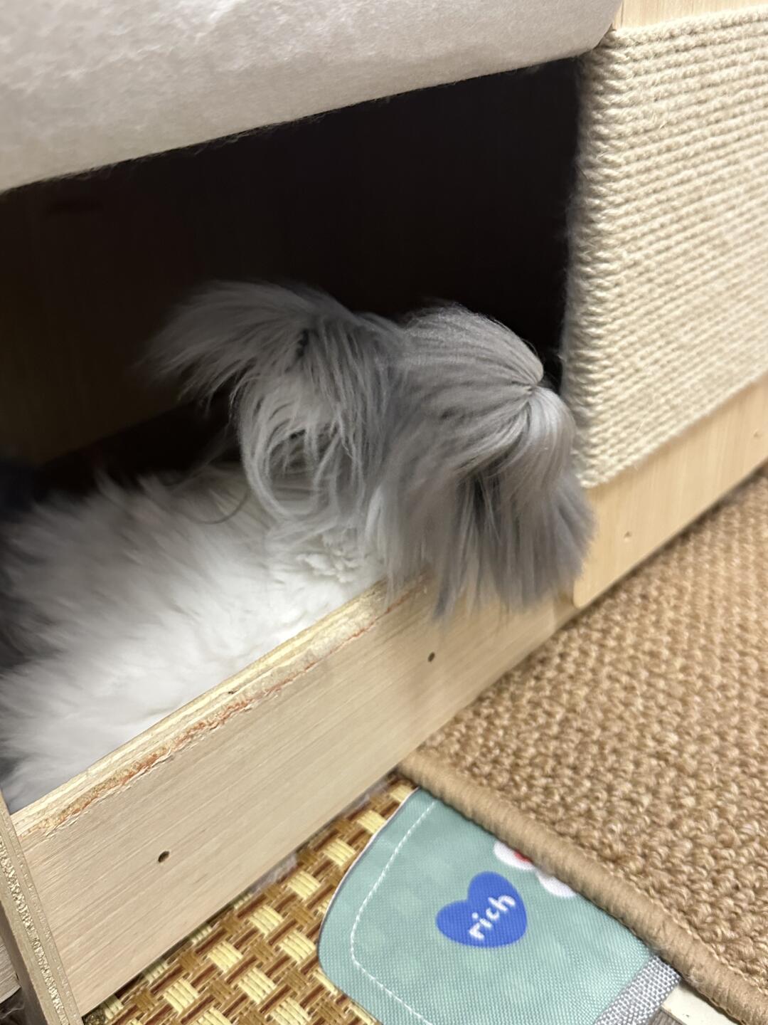 小胖墩的夏天🍃